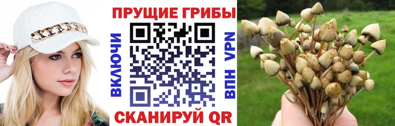 Галлюциногенные грибы Psilocybe  цена наркотик  Северодвинск 